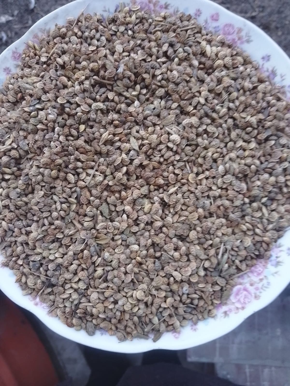 Xaşa (Qorunqa )