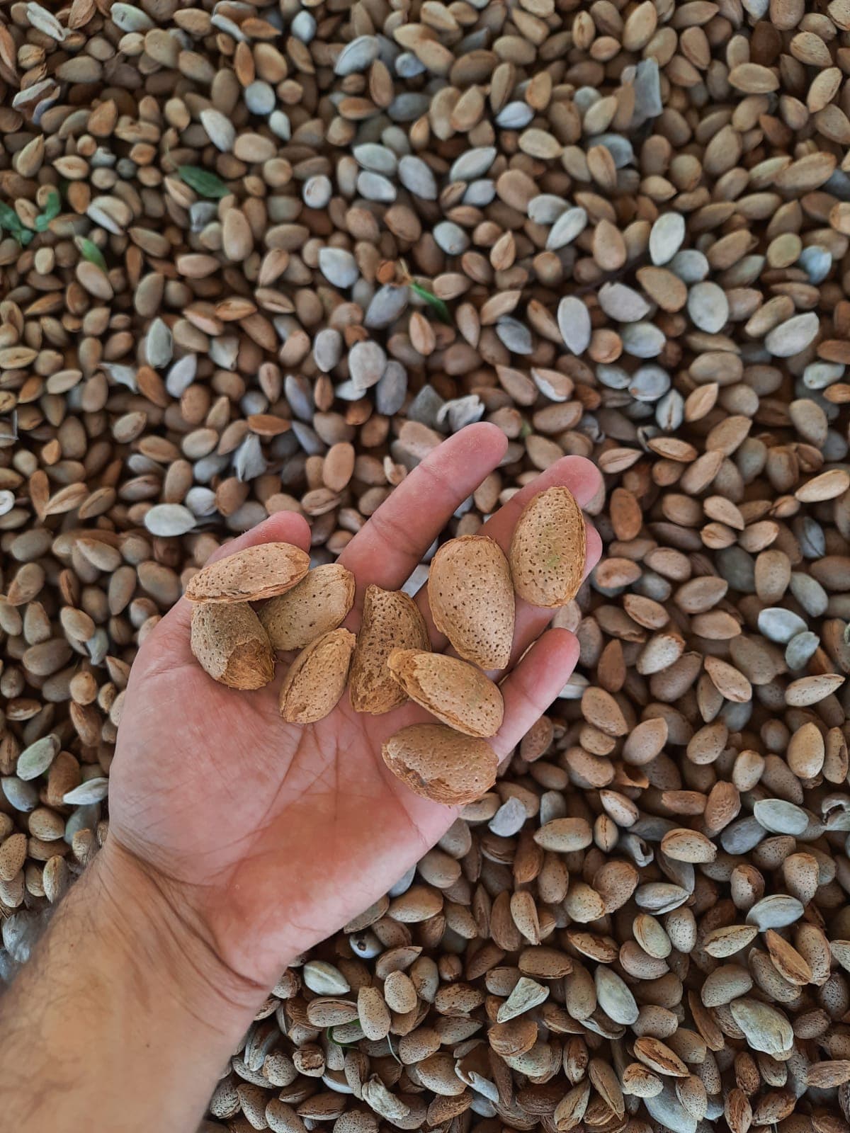 Badam taxta qabıqlı