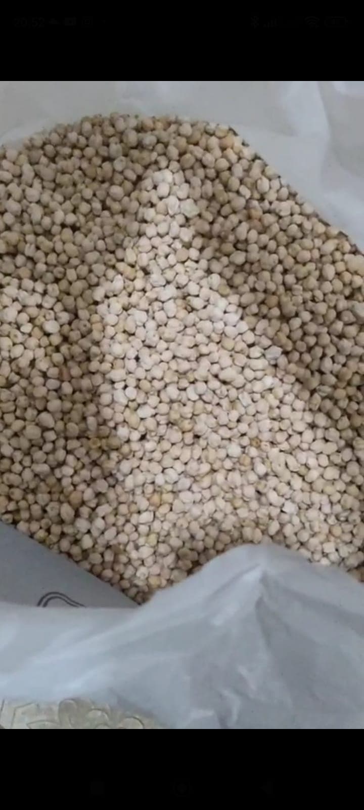 Pakistan Noxudu