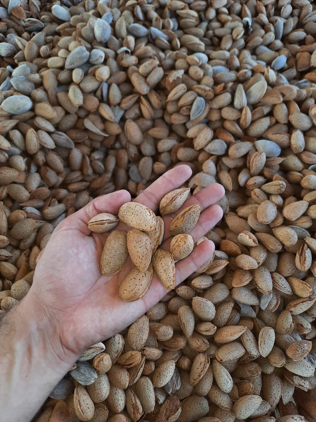 Badam taxta qabıqlı