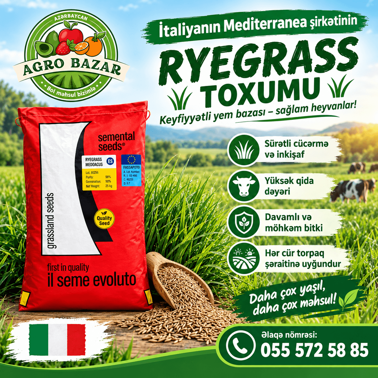 Ryegrass toxumu - İtaliya