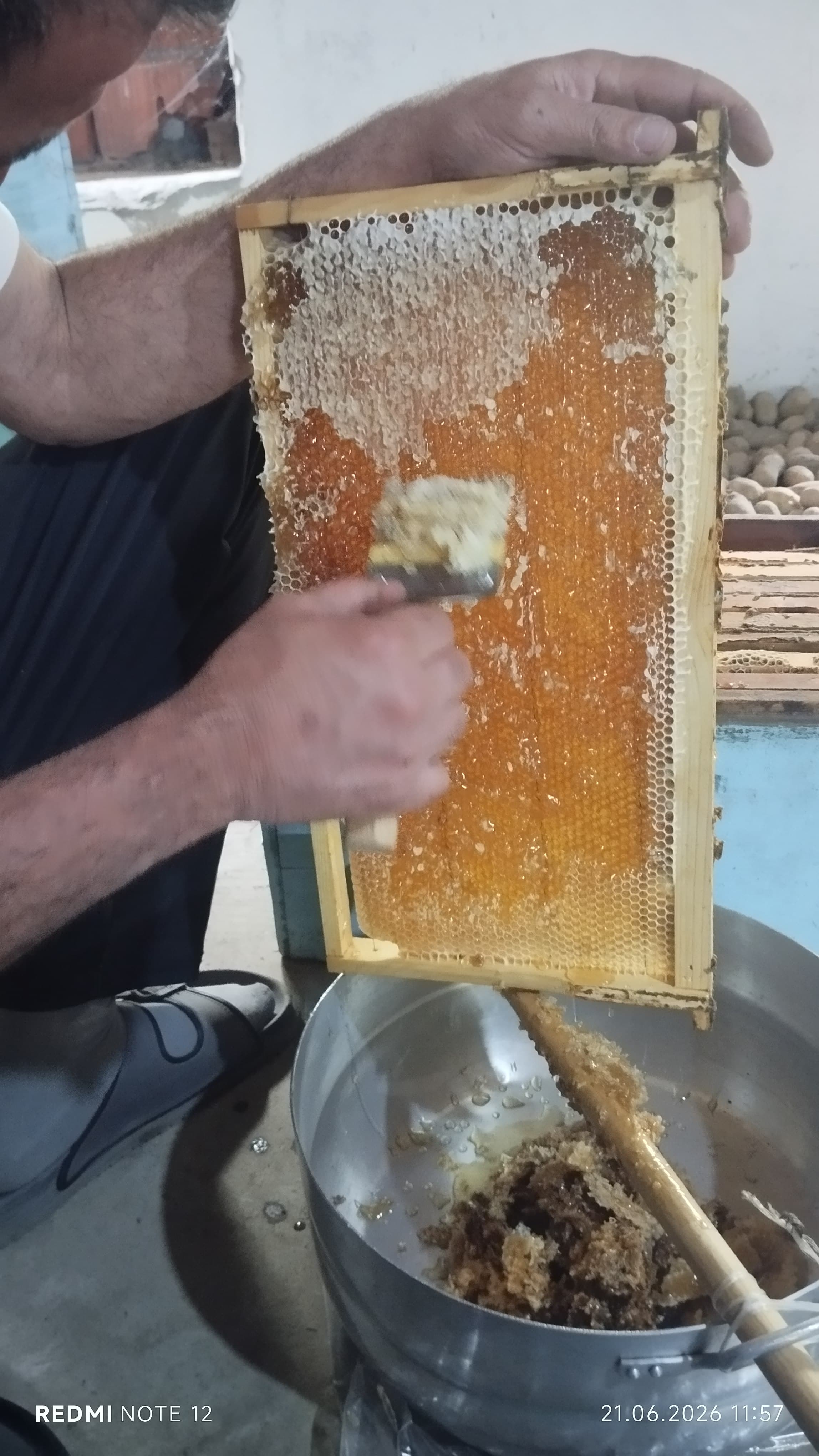 Zaqatala  cökə qaratikan meşə balı
