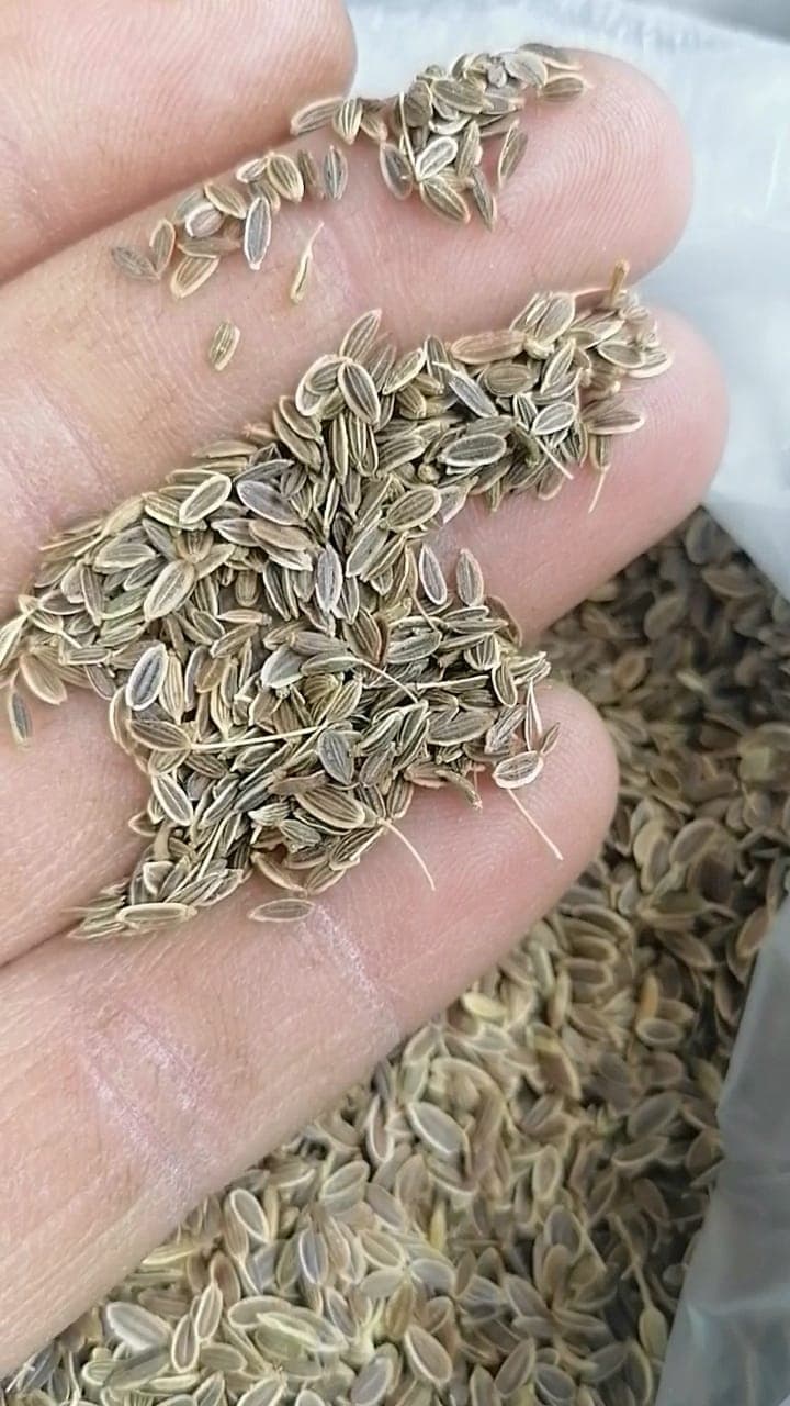 Şüyüd Toxumu