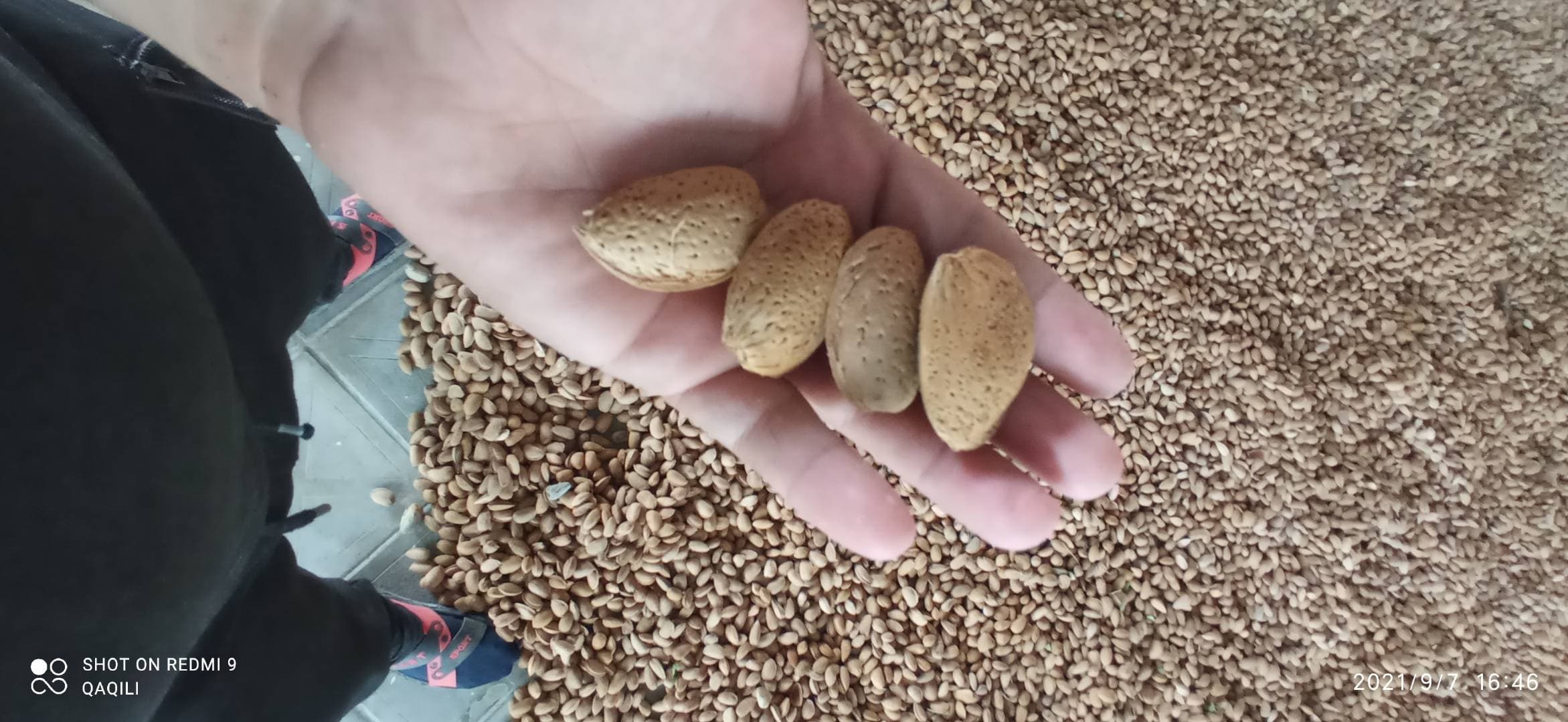 Badam