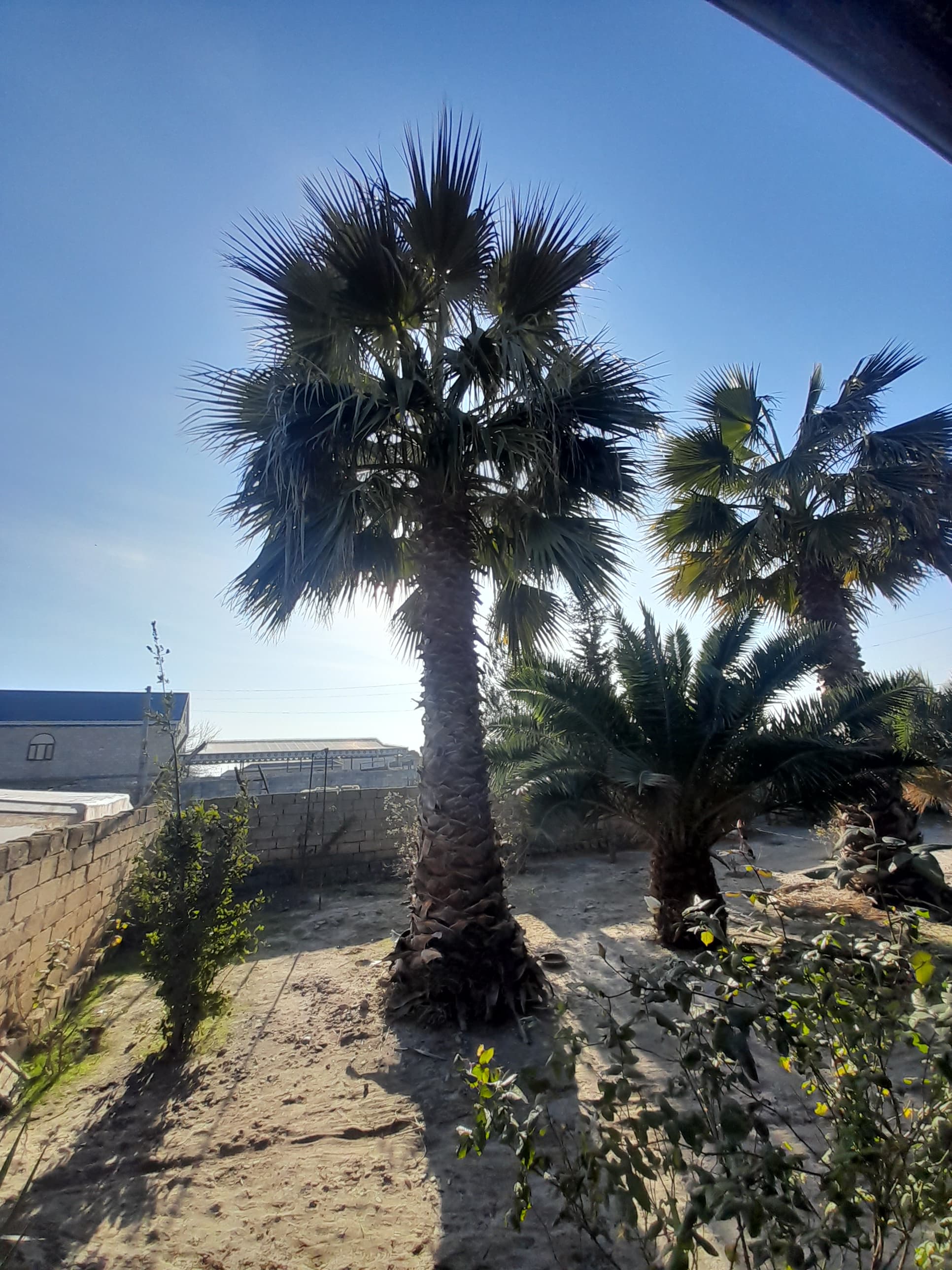 Palma Xurma agaci