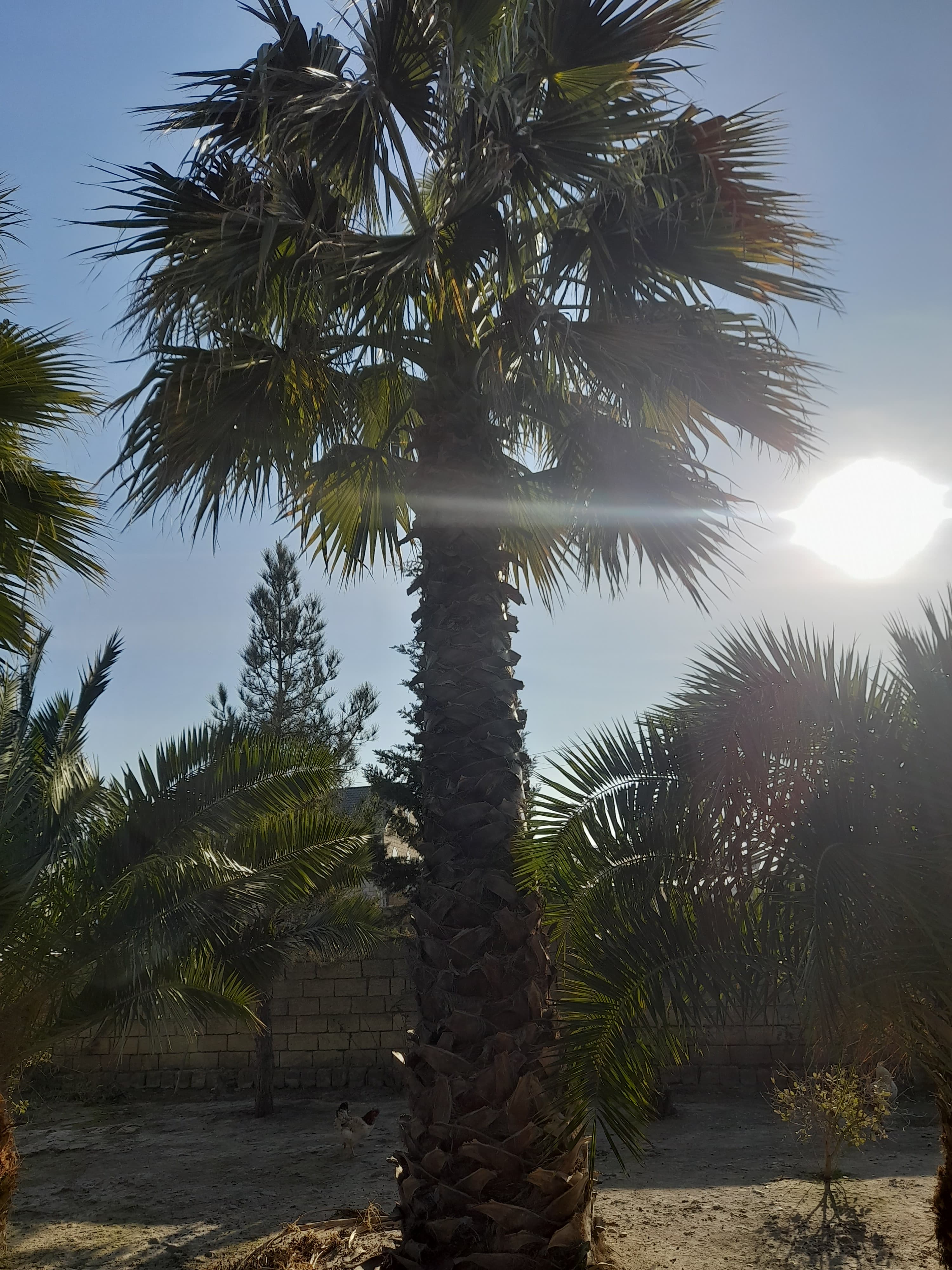 Palma Xurma agaci