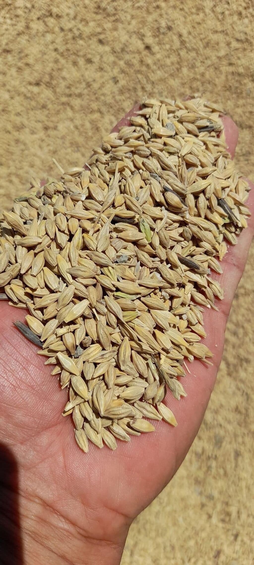 Qarışıq (arpa 30%-buğda 70%)