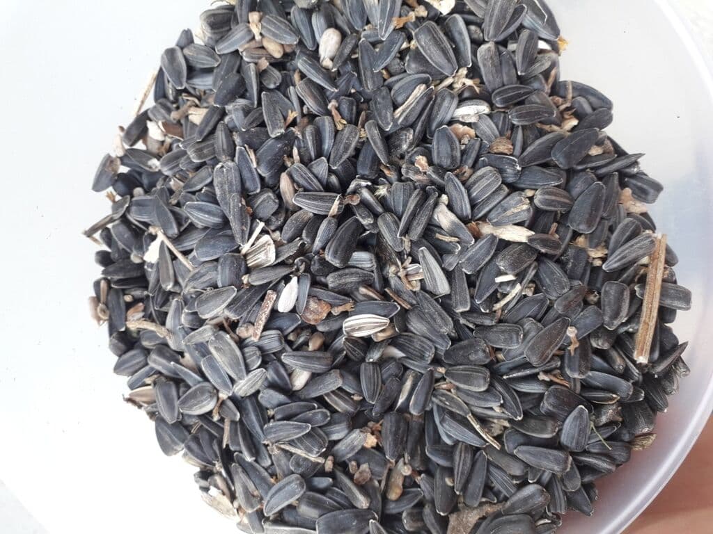 Semicka mesulari