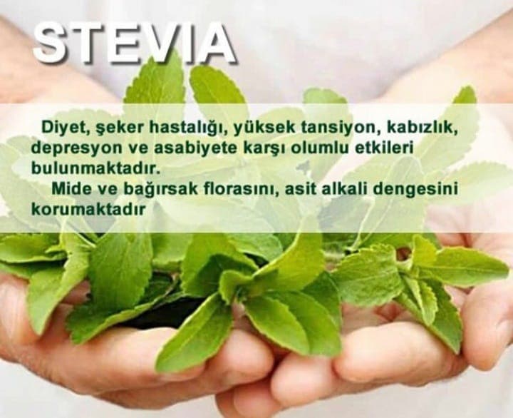 Stevia şəkərotu