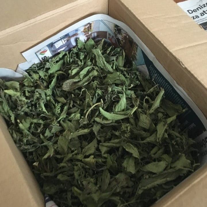 Stevia şəkərotu