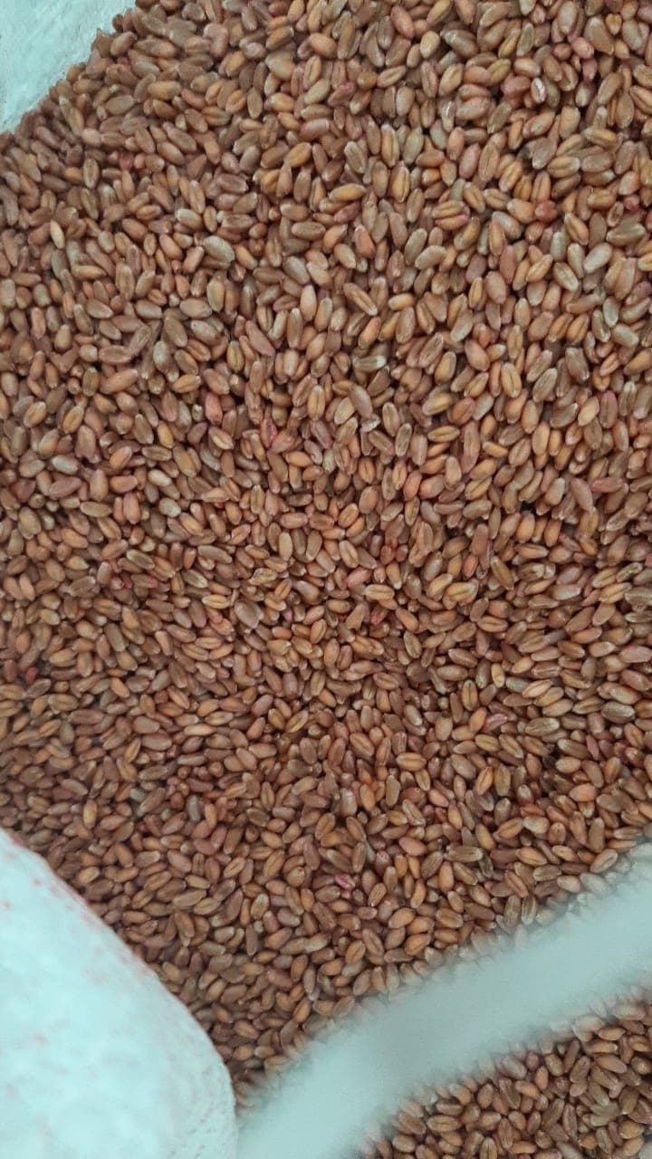 Bugda