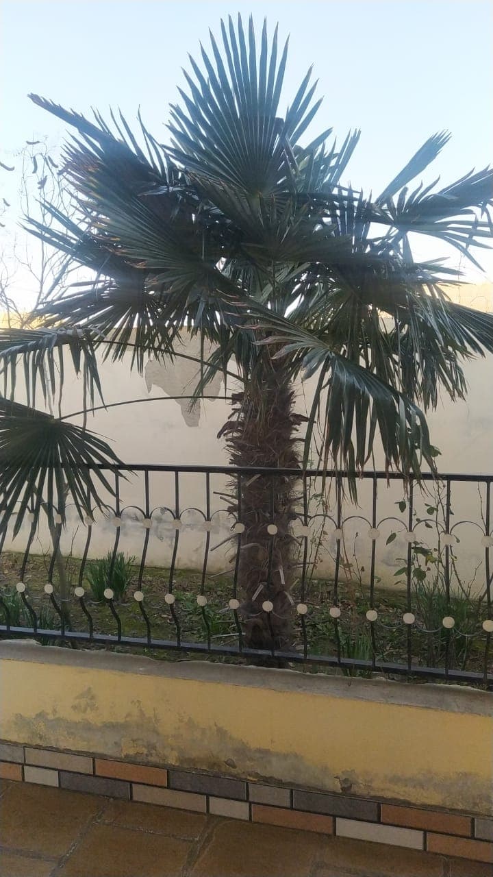 Palma ağacı