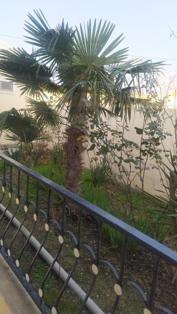 Palma ağacı