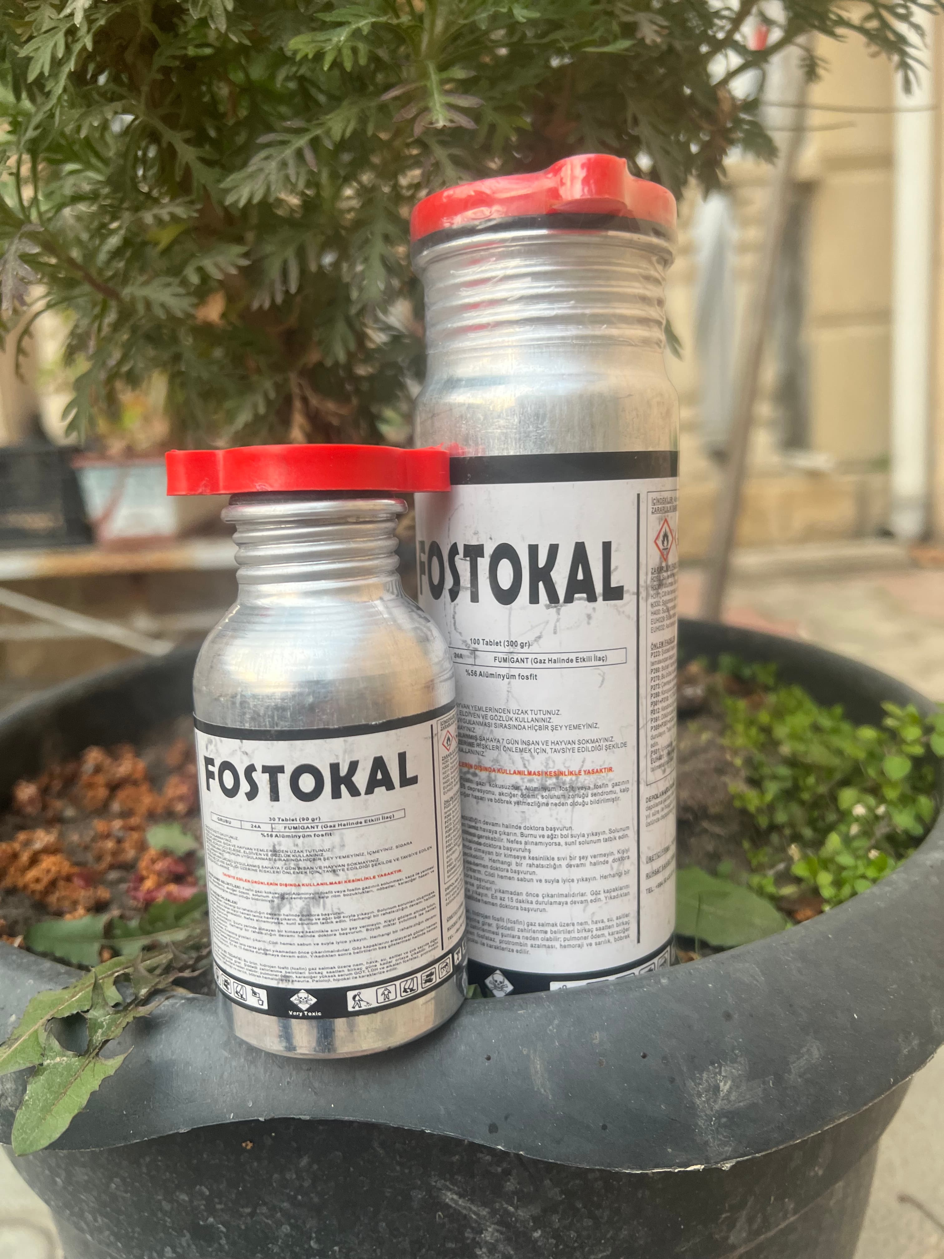 Fostokal taxıl biti