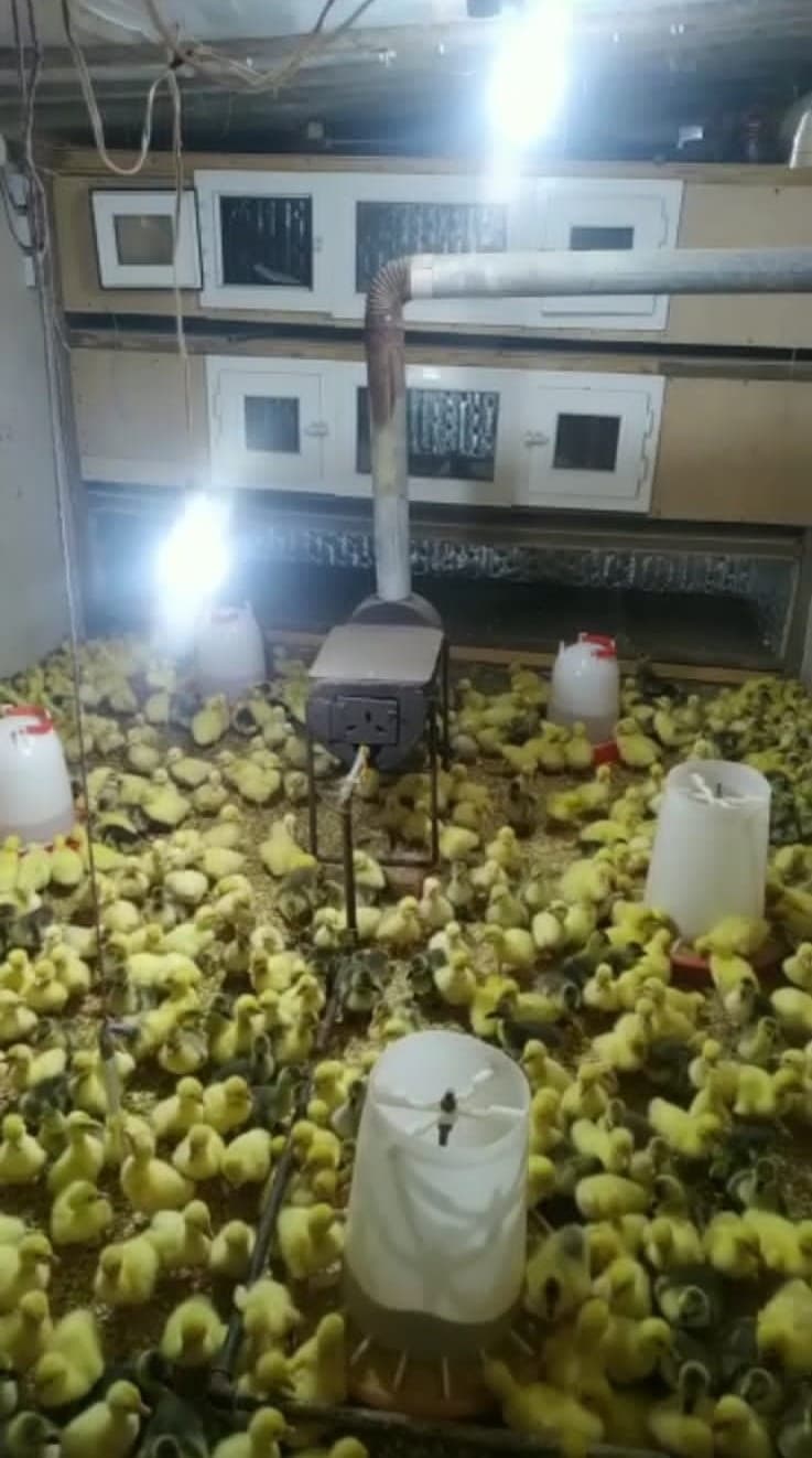 Qaz balaları və yumurta  satılır