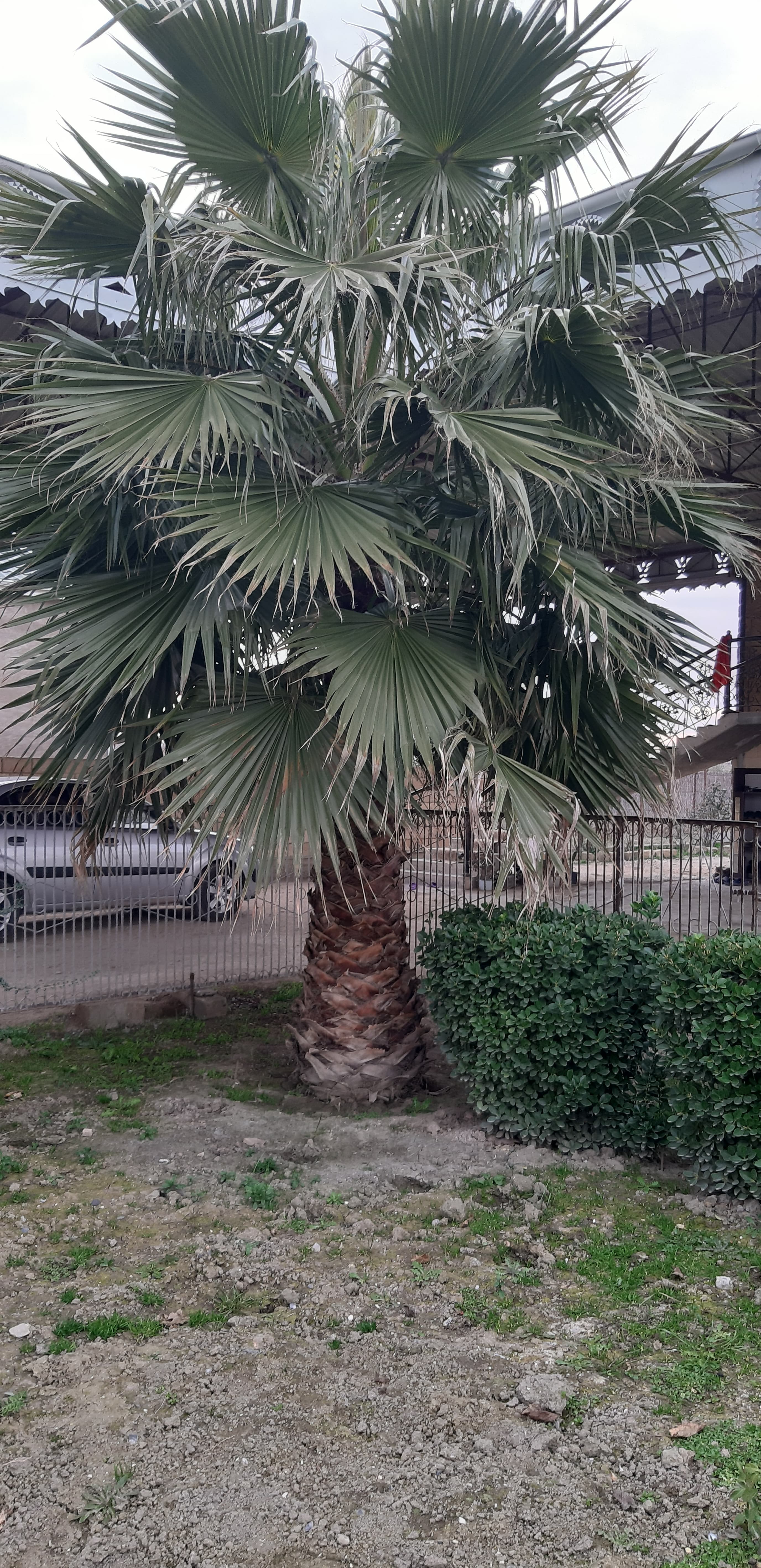 Palma