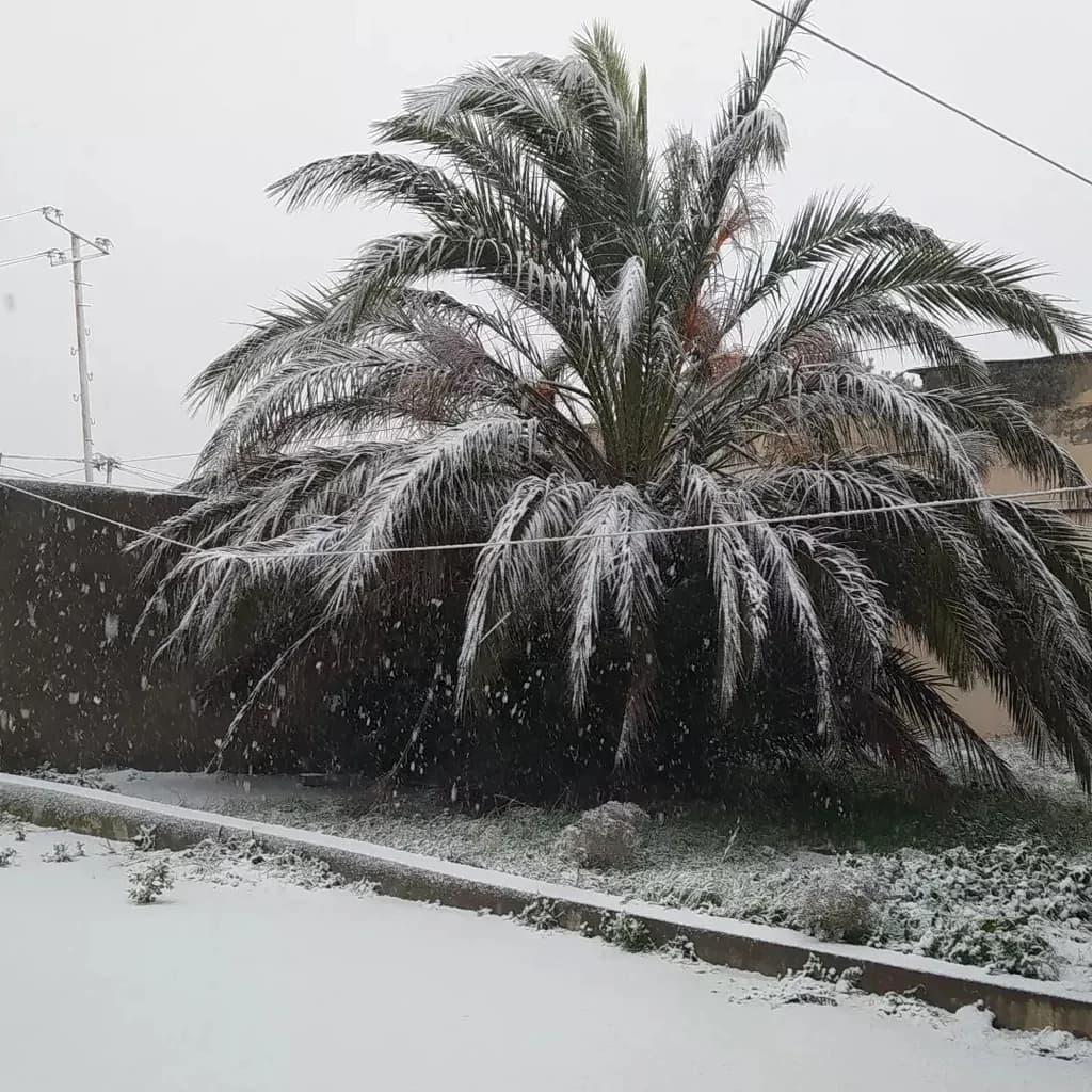 Palma ağacı