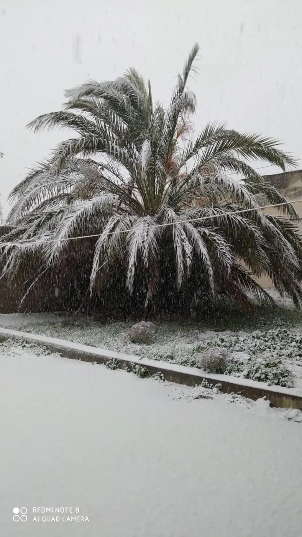 Palma ağacı