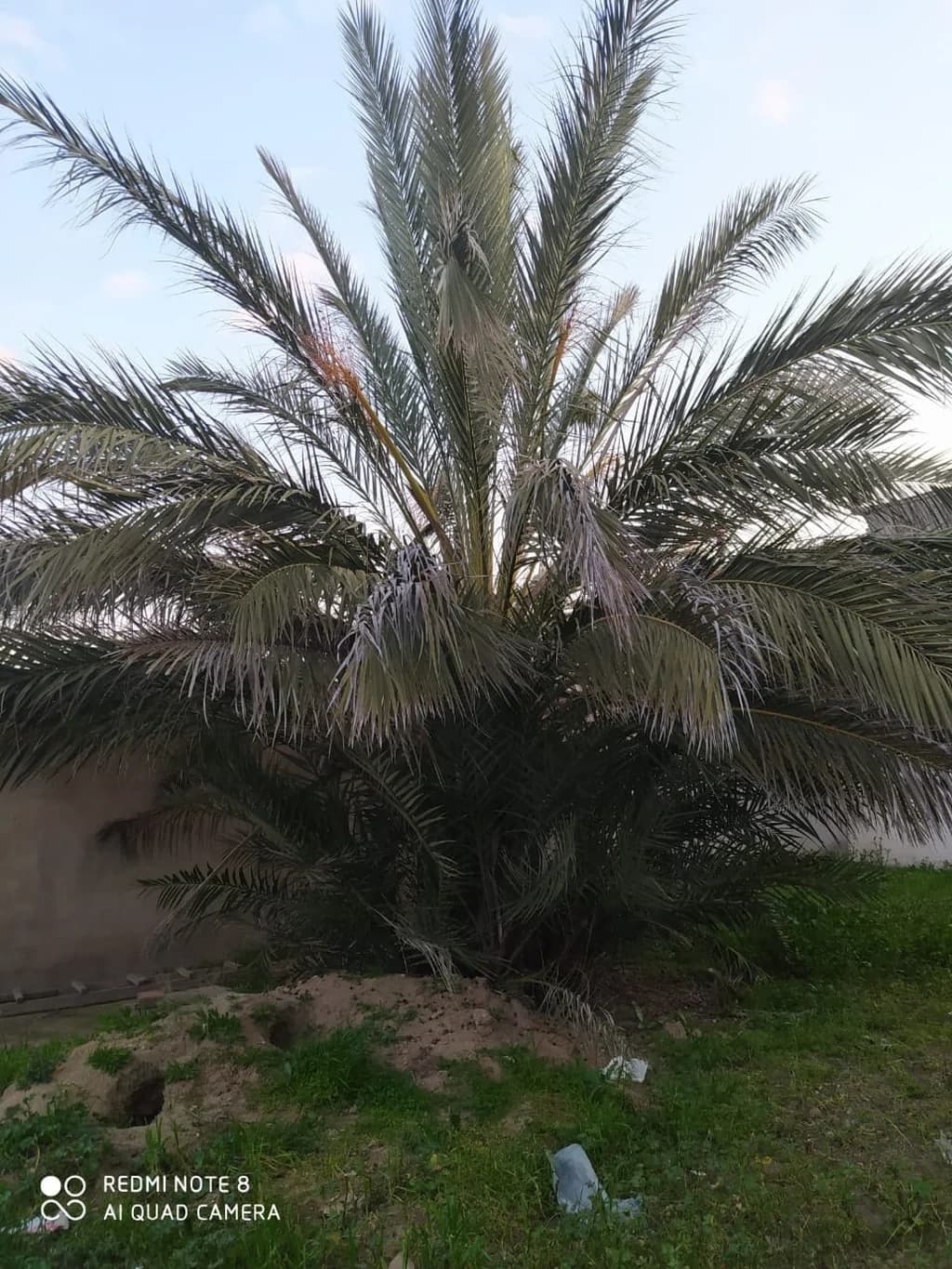 Palma ağacı