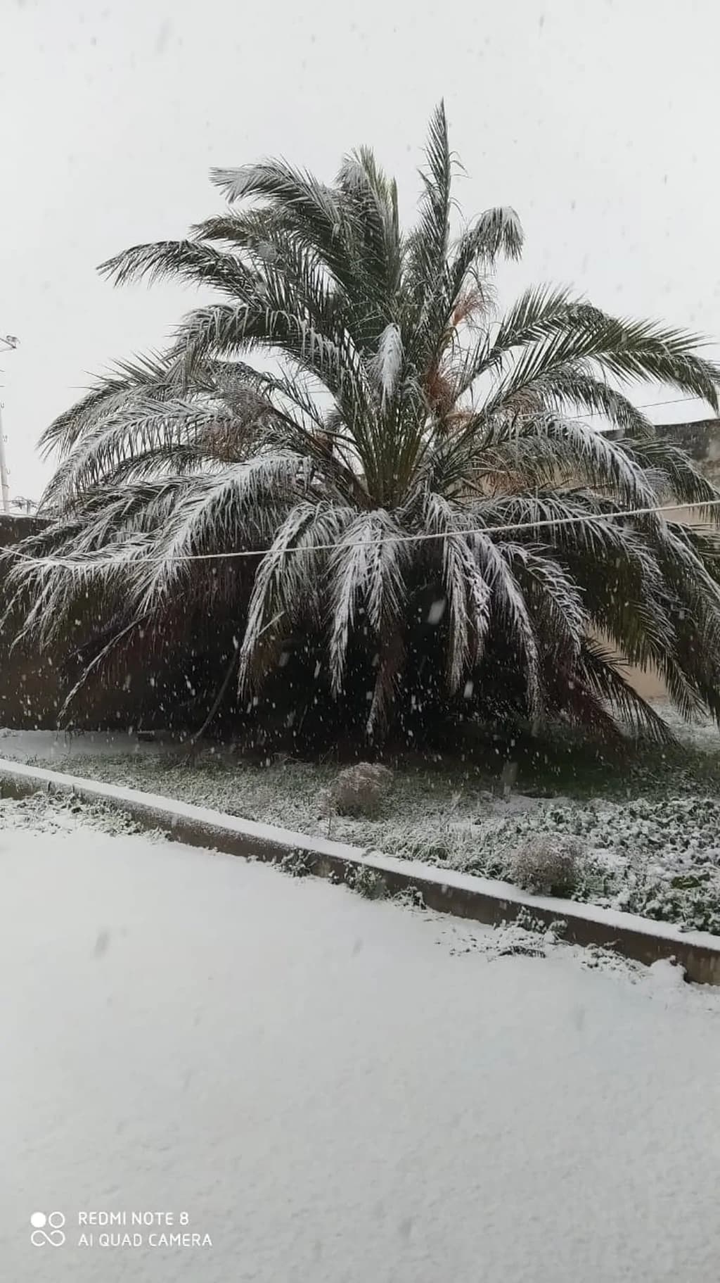 Palma ağacı