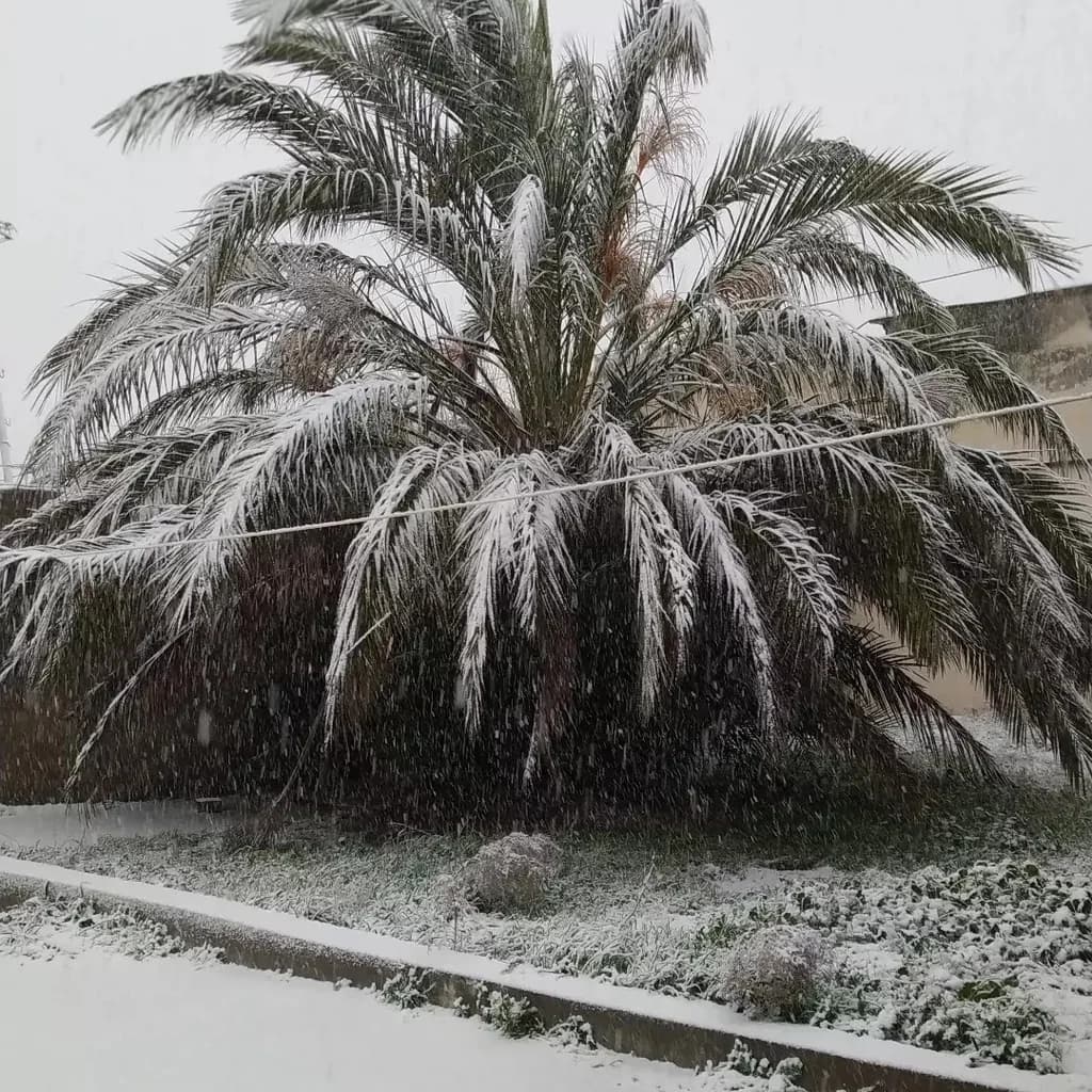 Palma ağacı