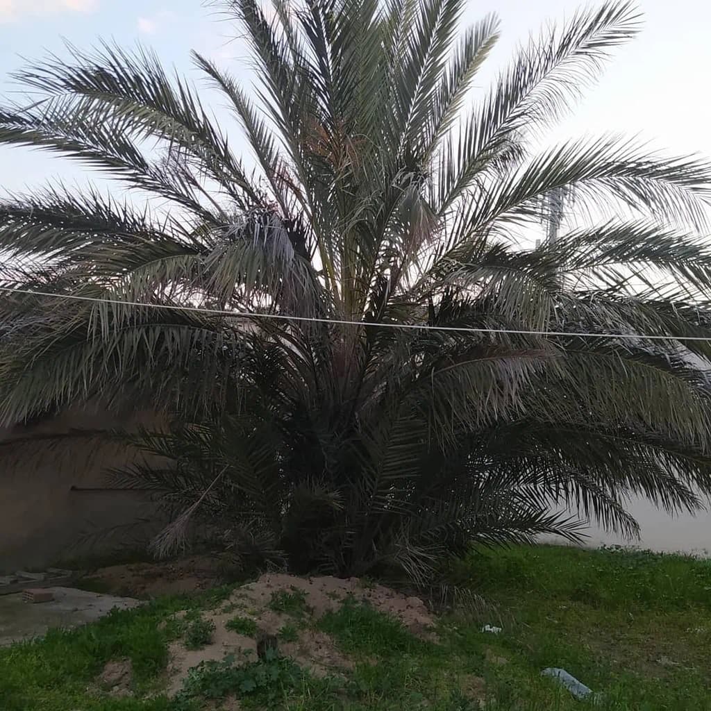 Palma ağacı