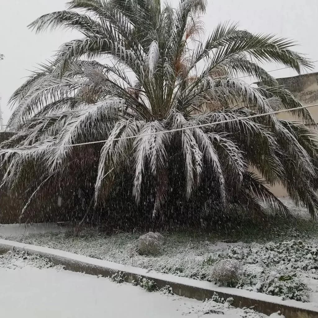Palma ağacı