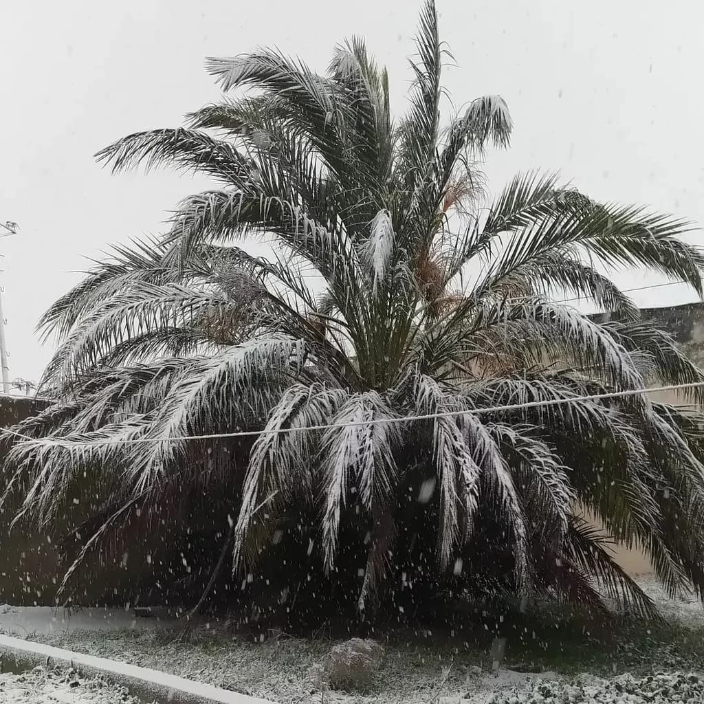 Palma ağacı