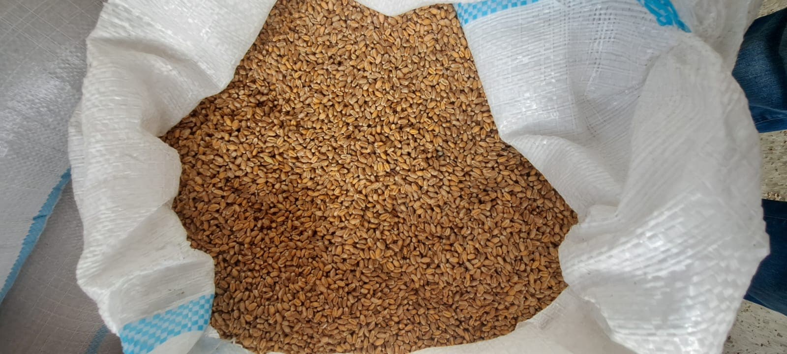 Toxumluq buğda