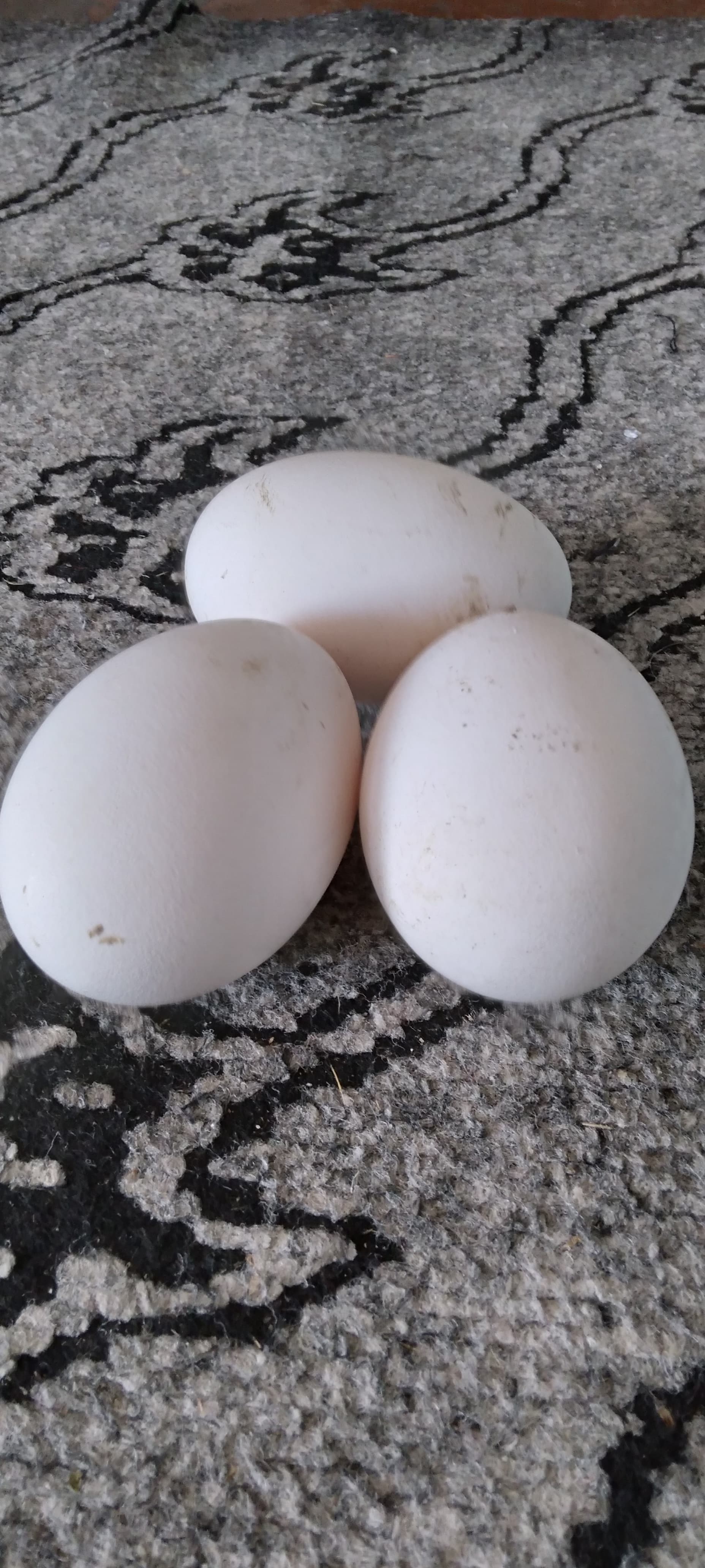Linda Qaz yumurtası