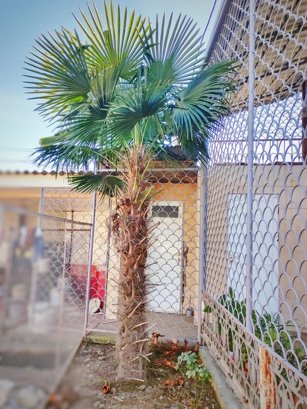 Palma ağacı satılır