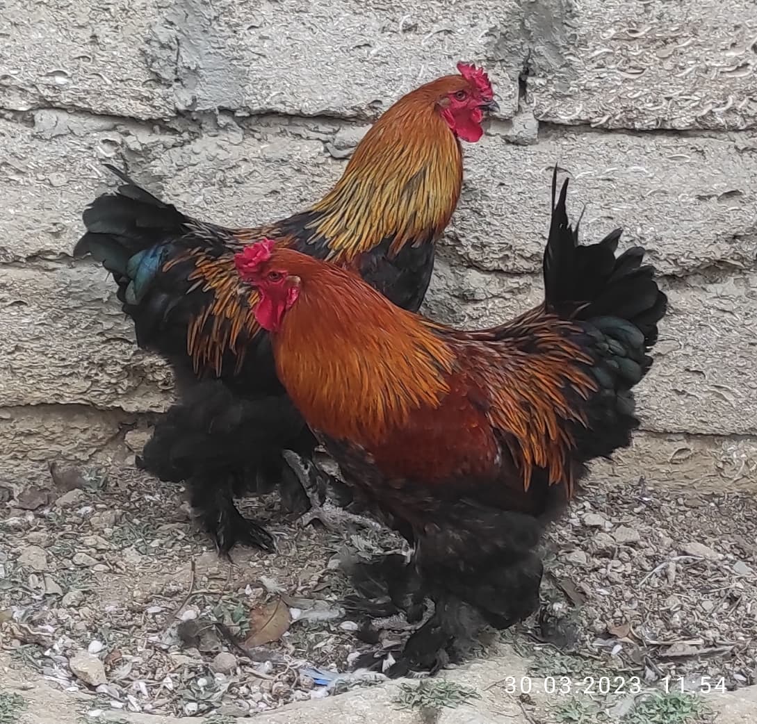 Brama satılır