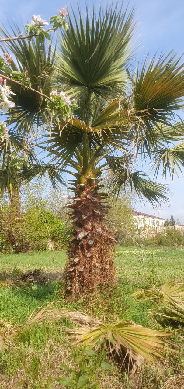 Palma ağacı
