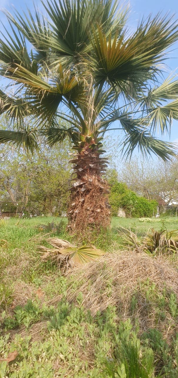Palma ağacı