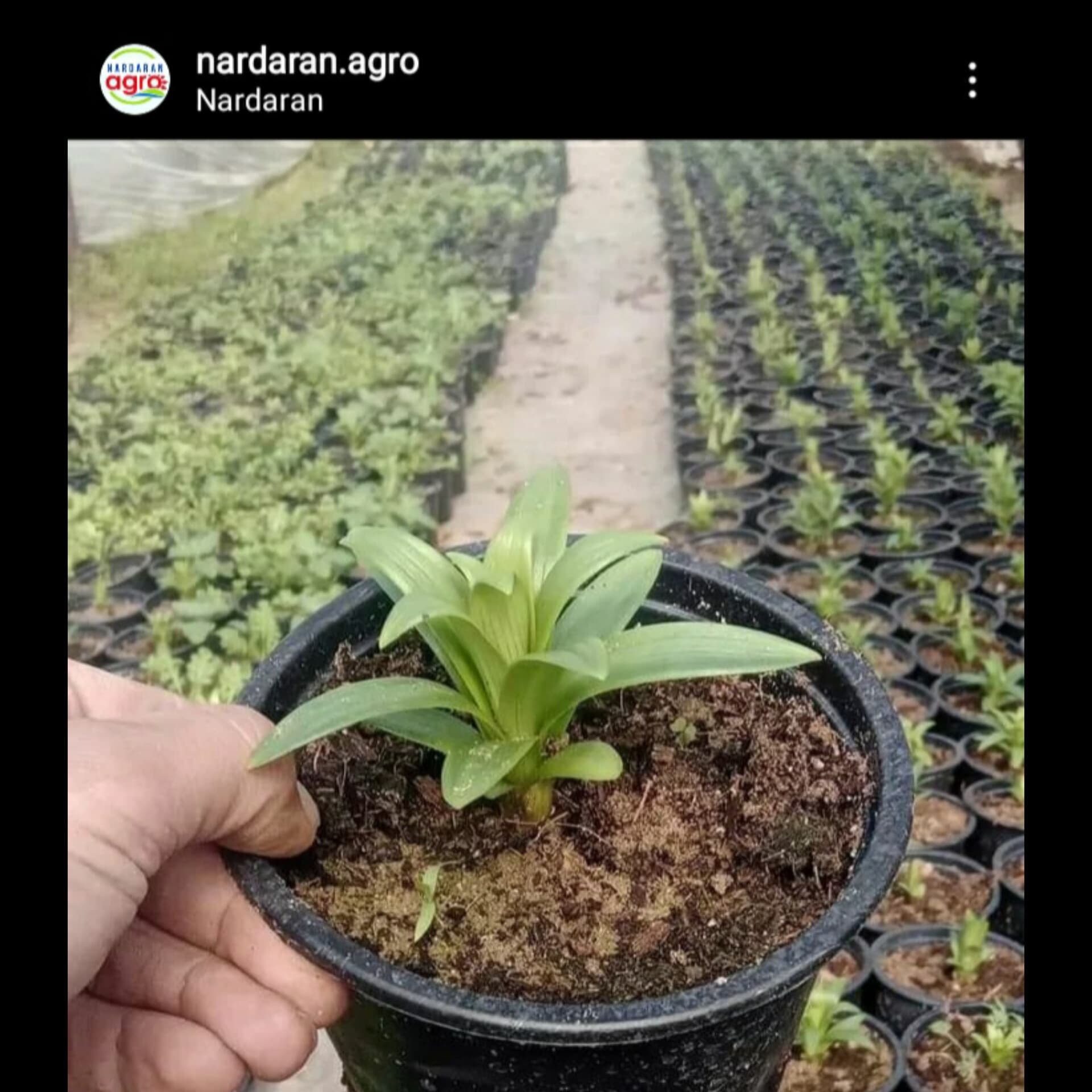 Nardaran Agro