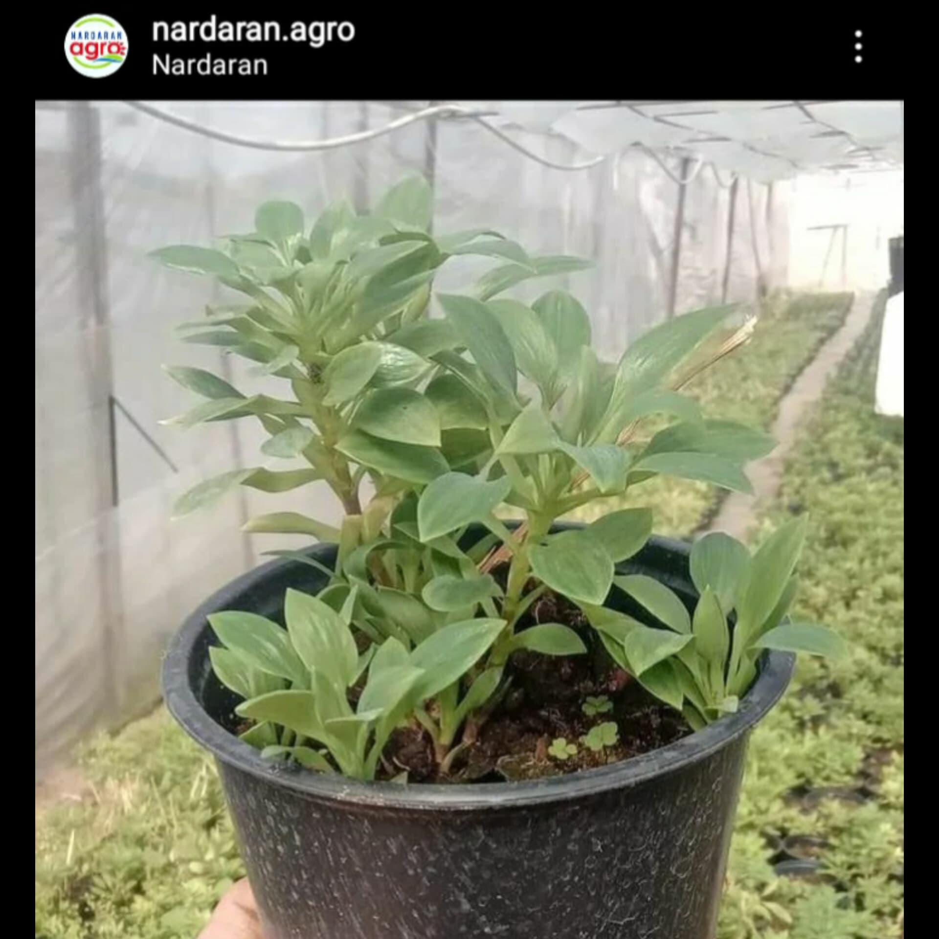 Nardaran Agro