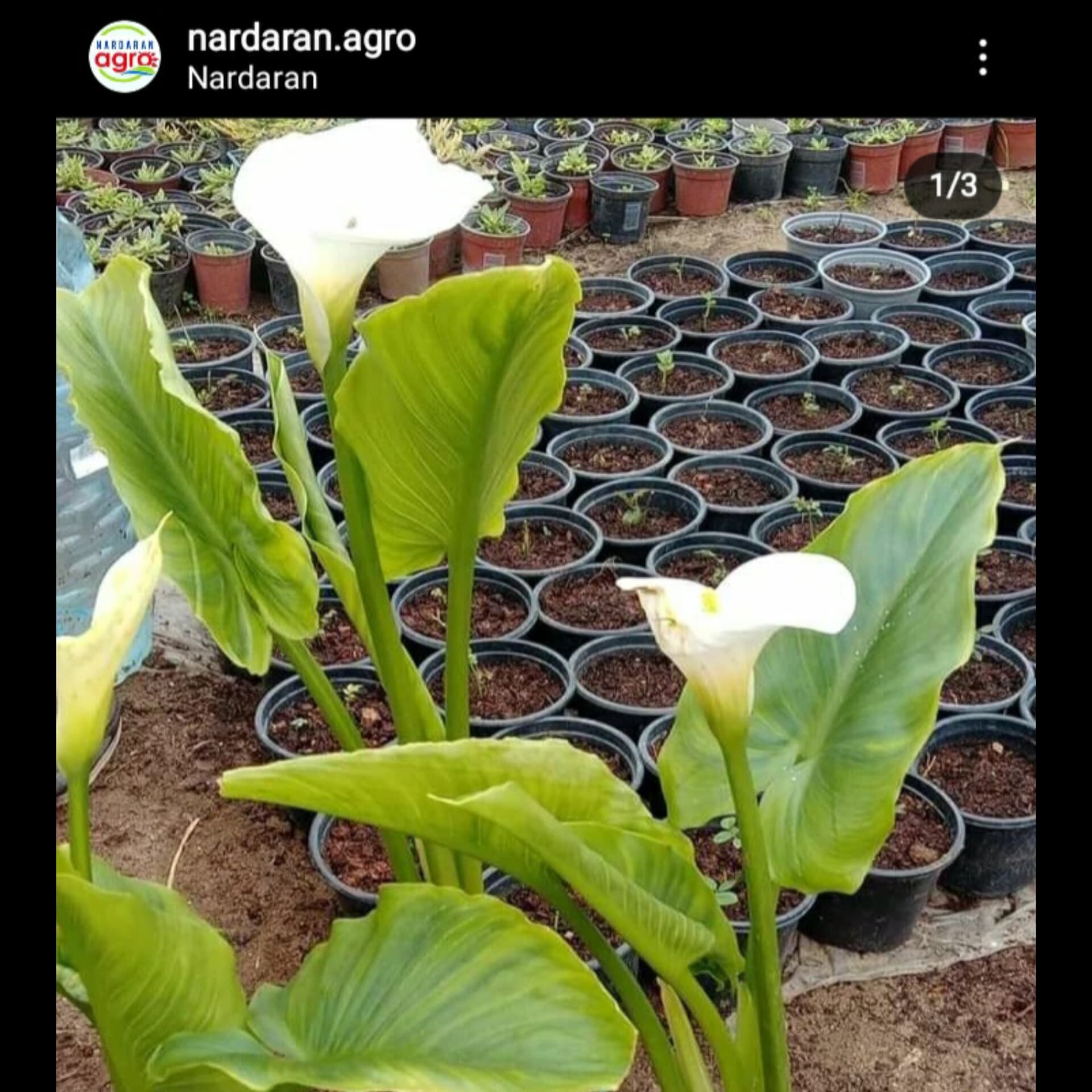 Nardaran Agro