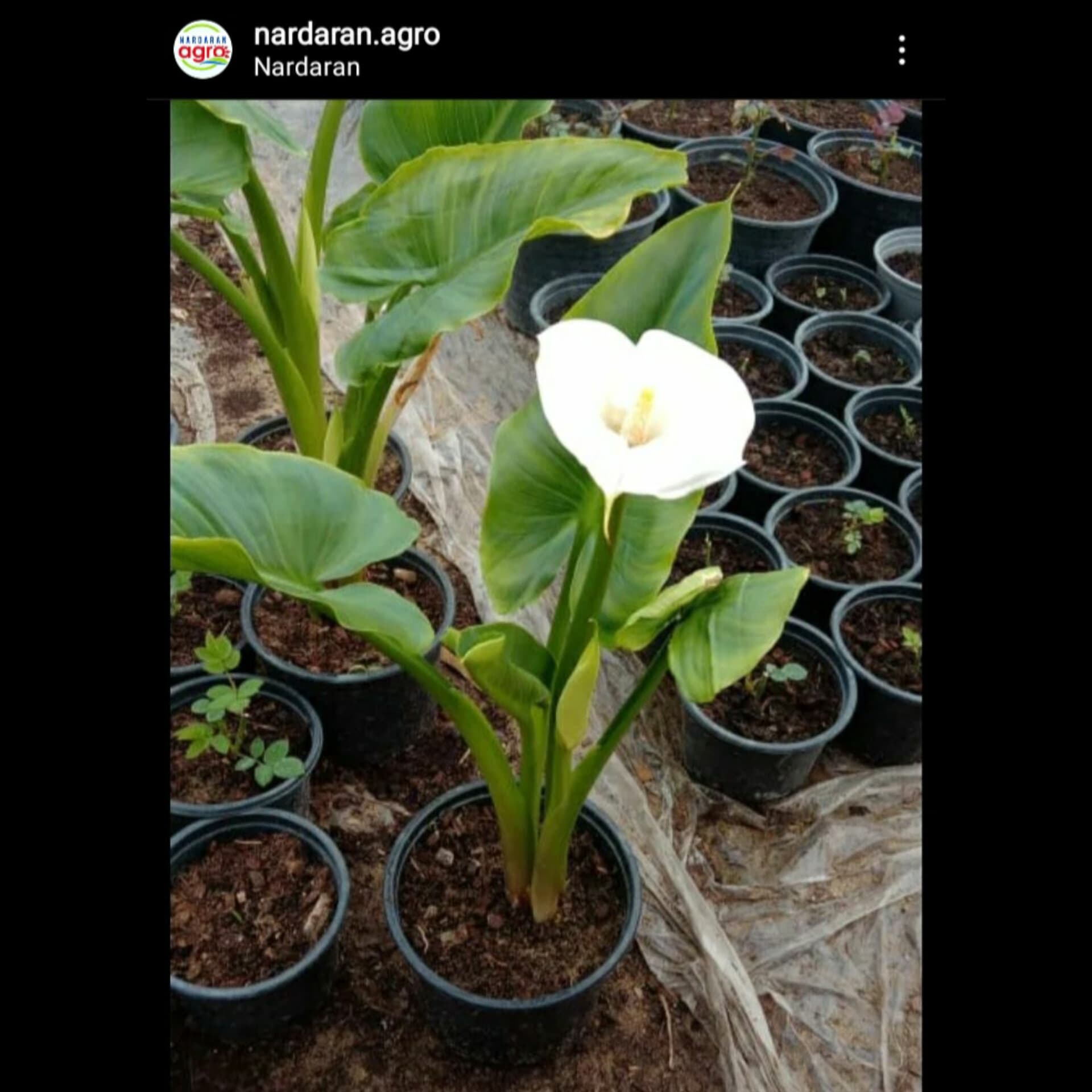 Nardaran Agro