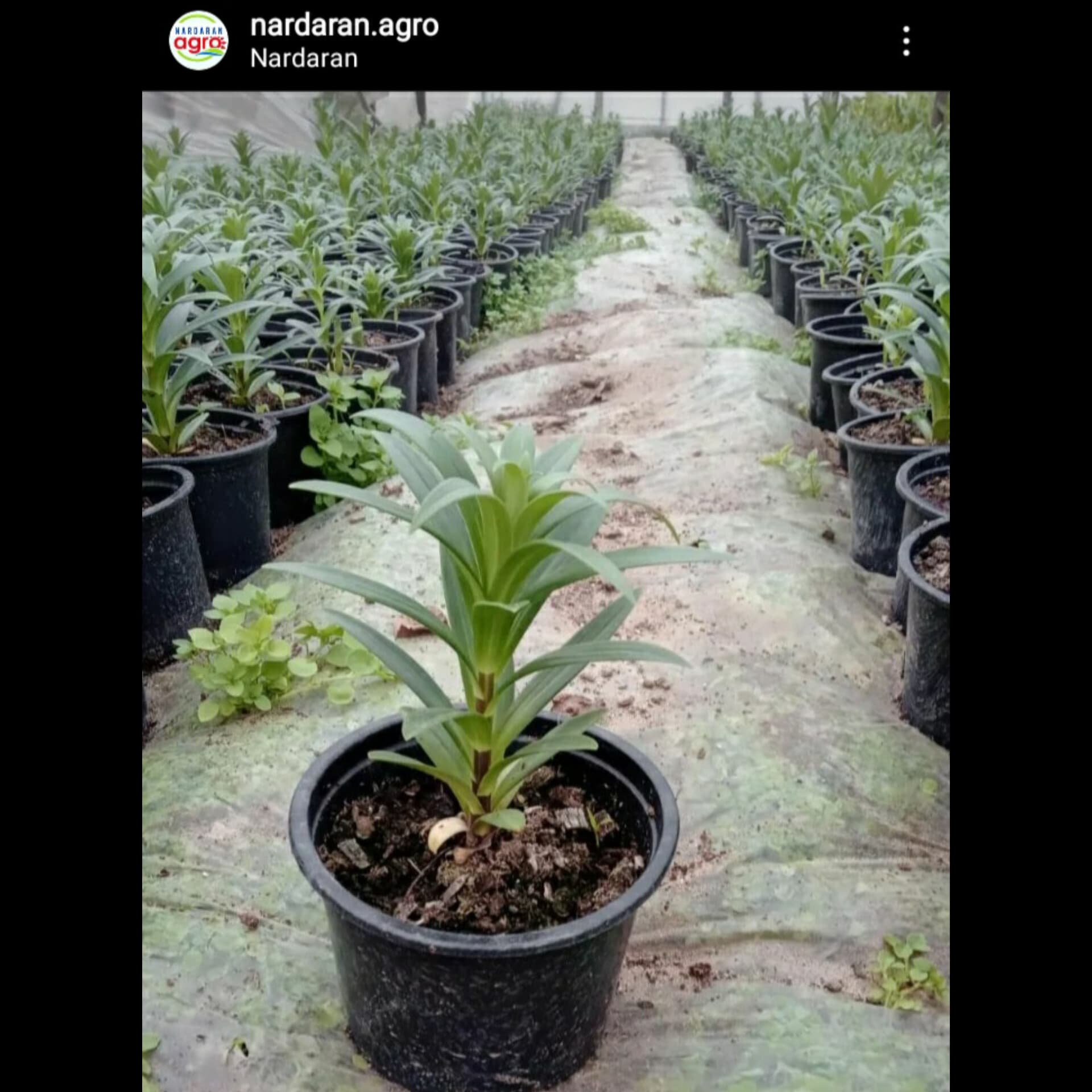 Nardaran Agro