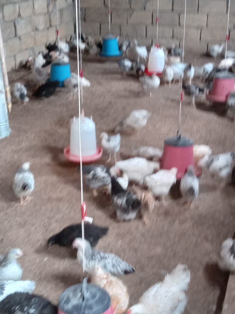 Bir günlük cücə