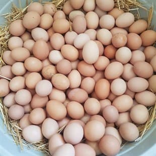 Yumurta alıram
