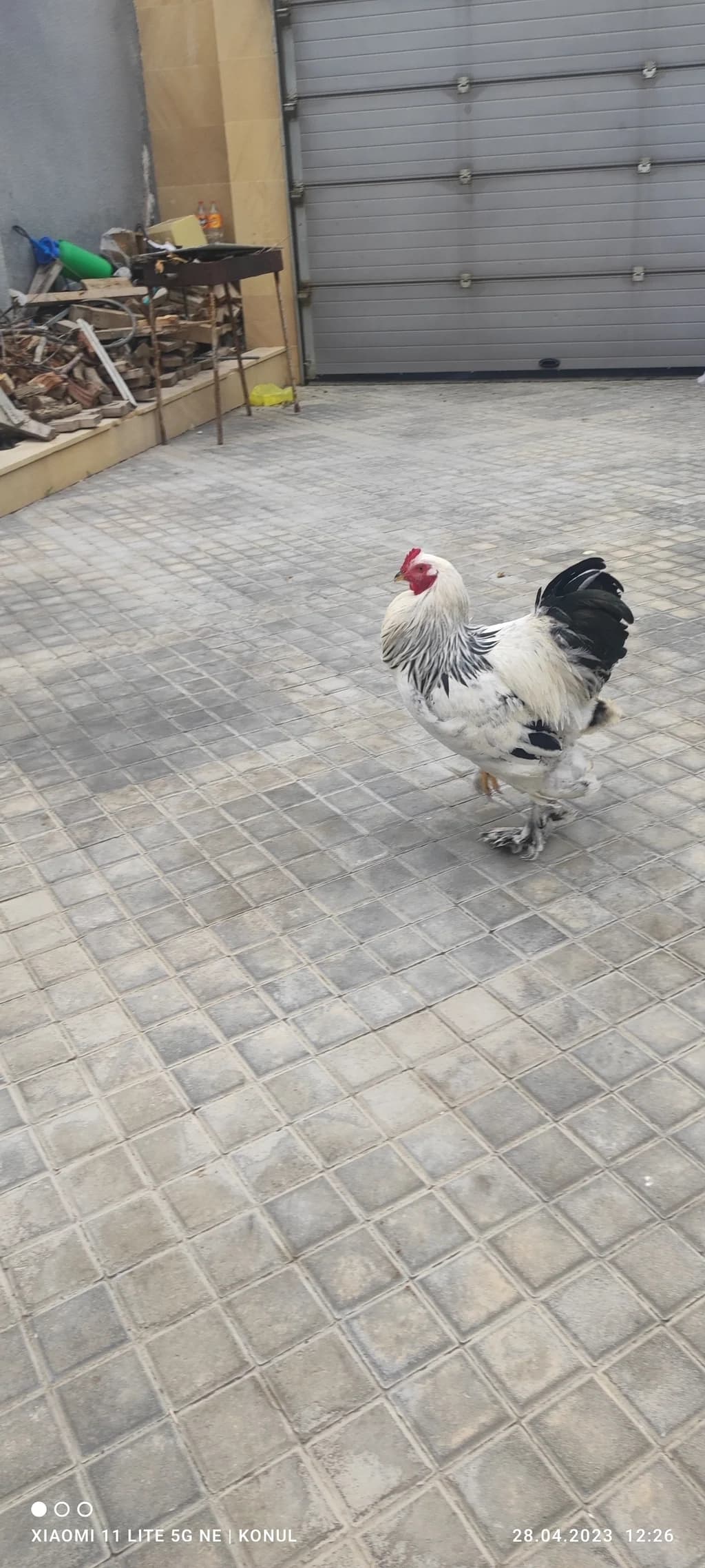 Brama layt toyuqları