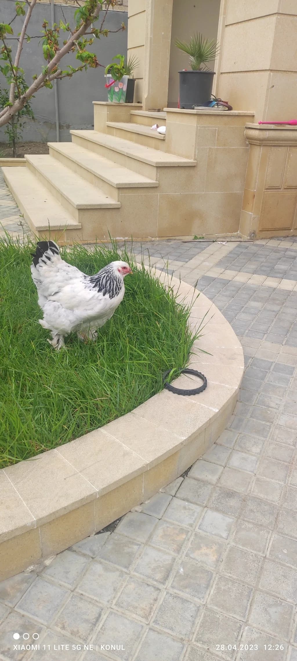 Brama layt toyuqları