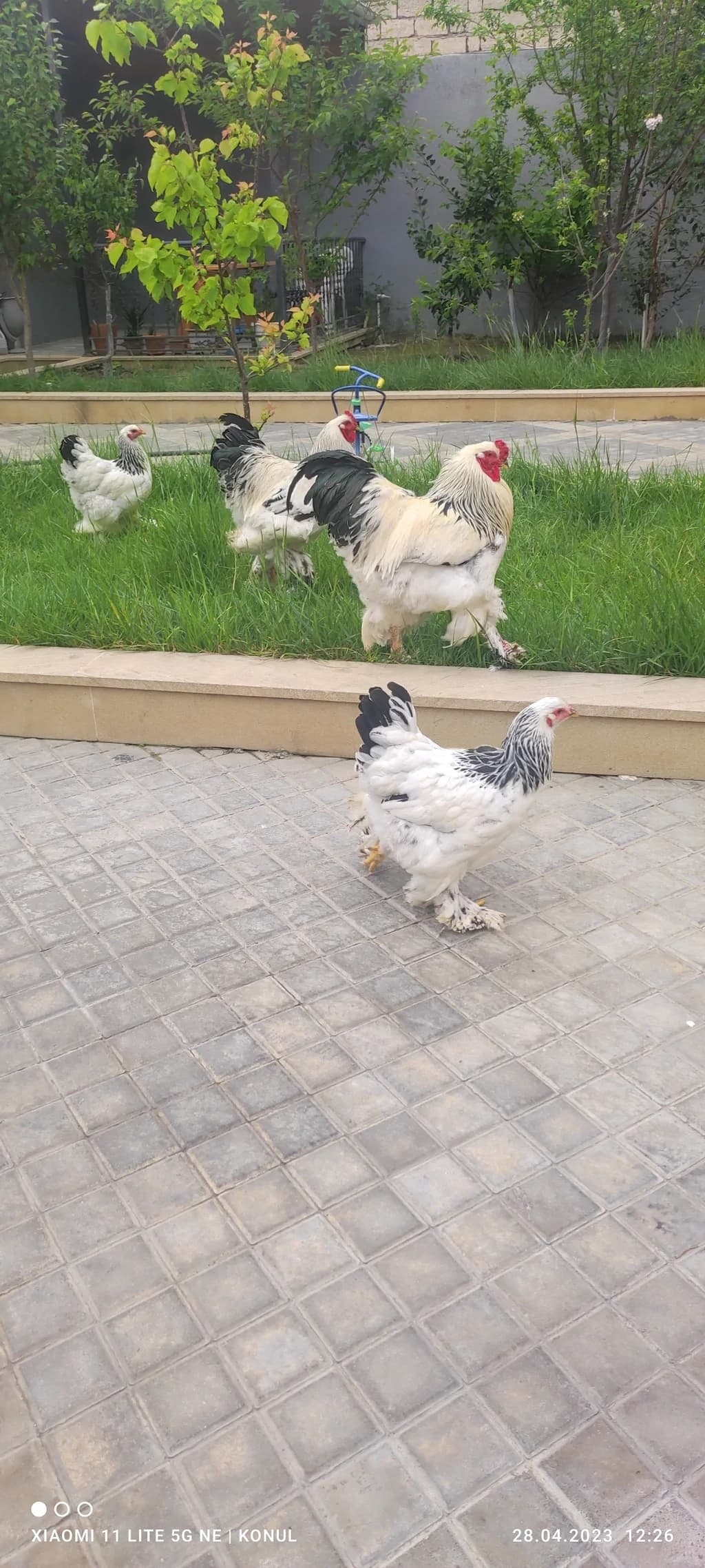 Brama layt toyuqları