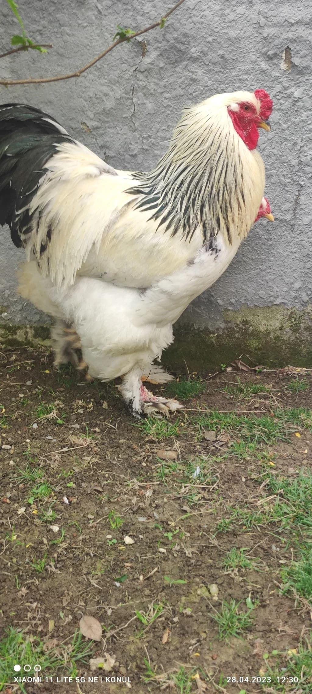 Brama layt toyuqları
