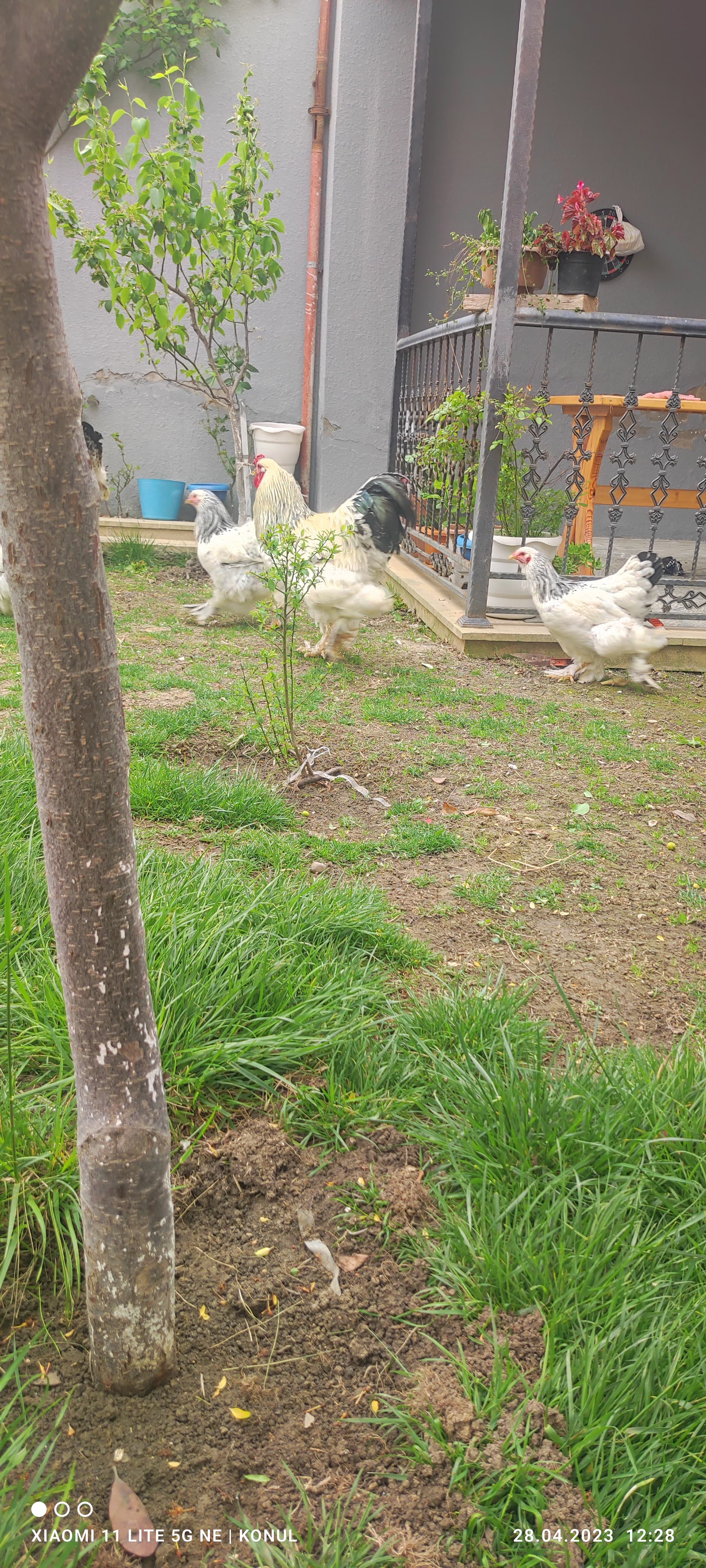 Brama layt toyuqları