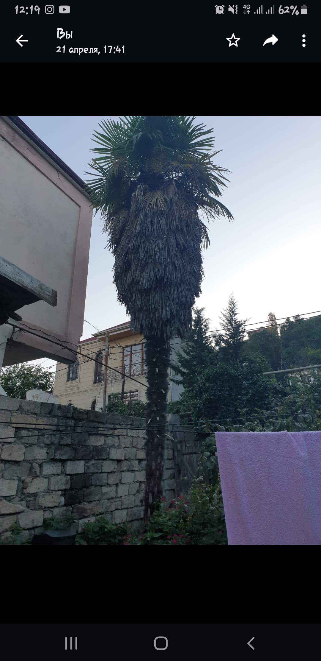 Palma ağacı boyu 12m