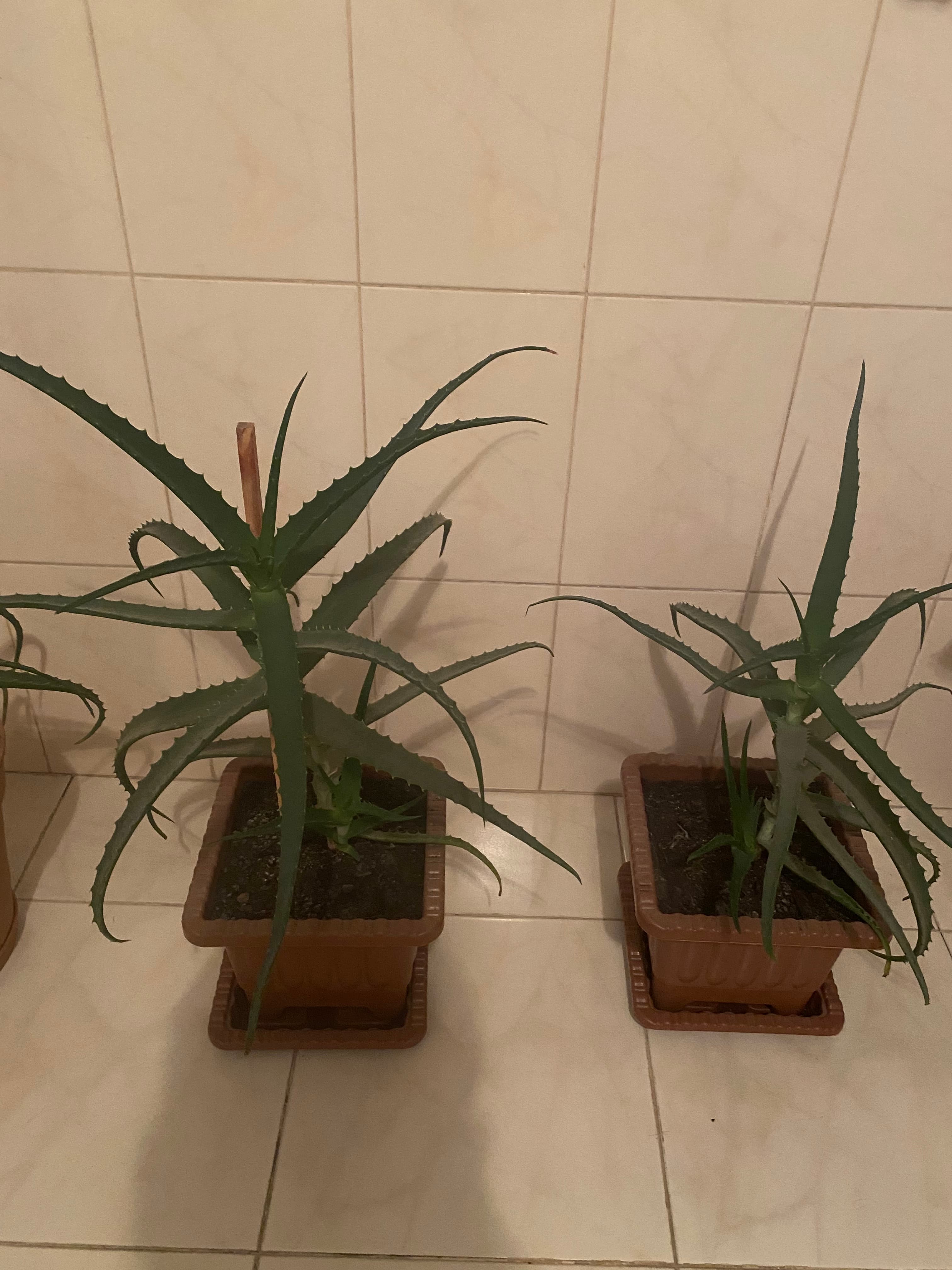 Aloe Vera