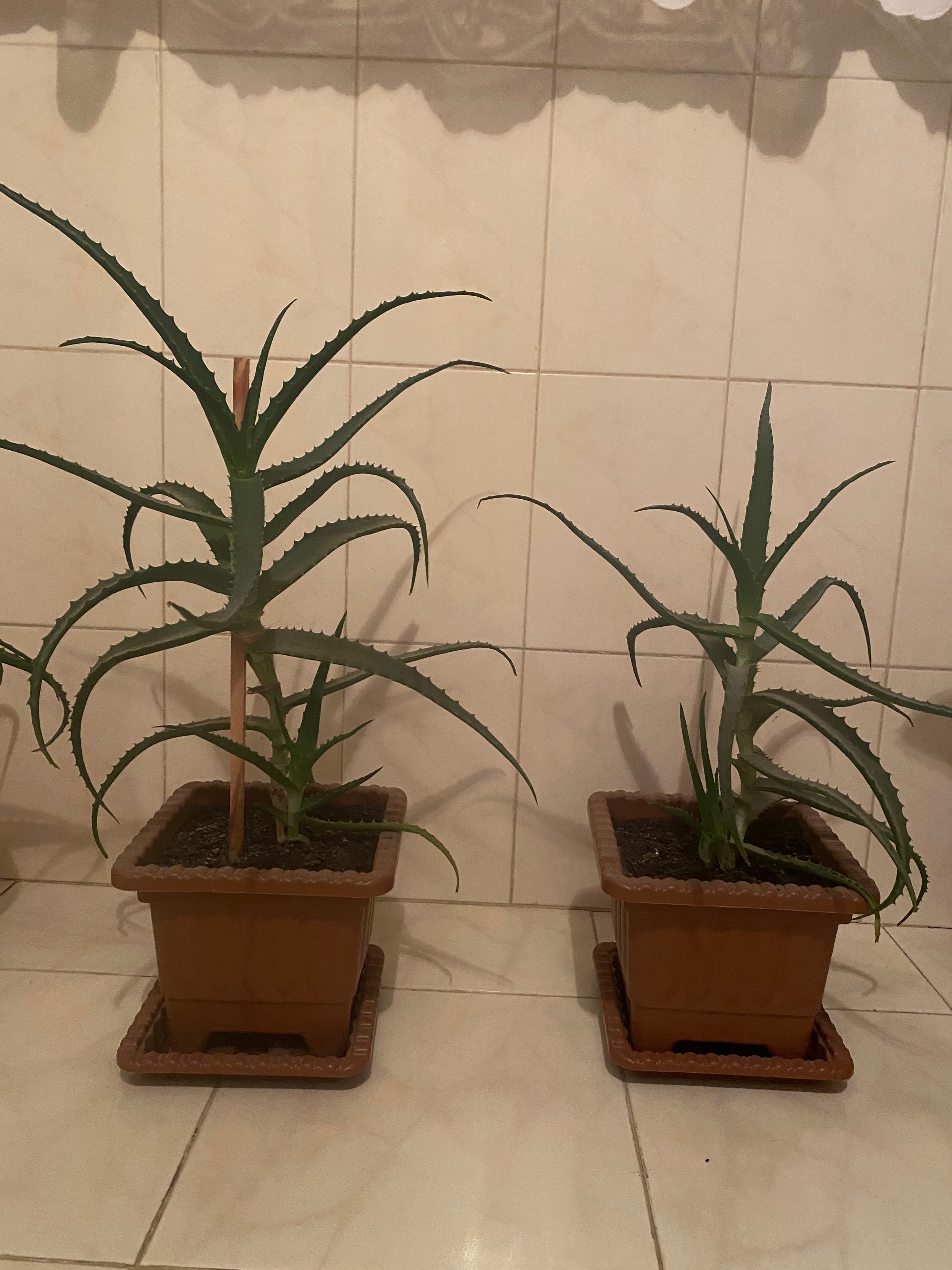 Aloe Vera