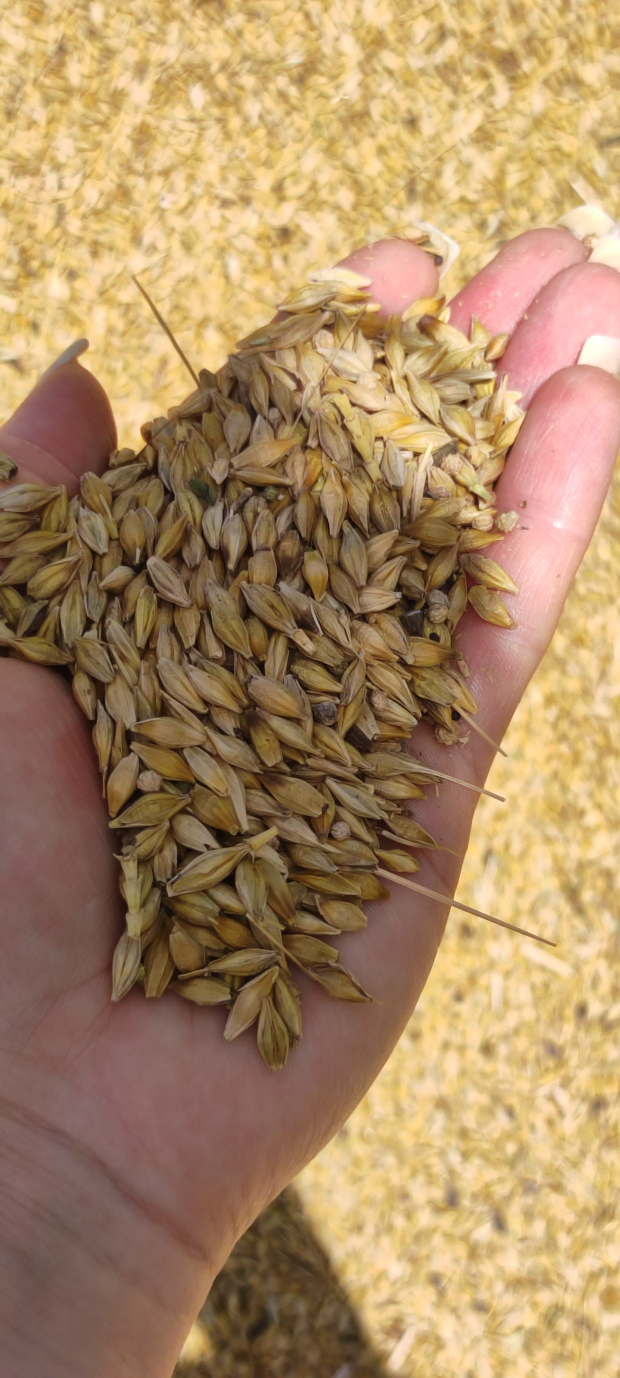 Arpa satışı